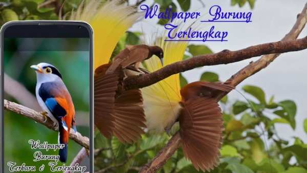 Wallpaper Burung Indah screenshot 2