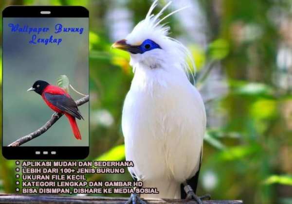 Wallpaper Burung Indah screenshot 3