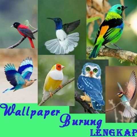 Wallpaper Burung Indah screenshot 1