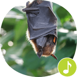 ikon Bat Sounds Ringtones