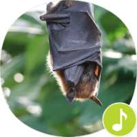 Bat Sounds Ringtones