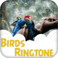 Bird Ringtone