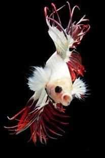 betta fish wallpaper скриншот 7