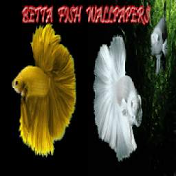 betta fish wallpaper 1.0
