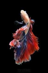 betta fish wallpaper скриншот 14