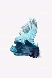 betta fish wallpaper скриншот 10