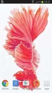 betta fish wallpaper скриншот 6