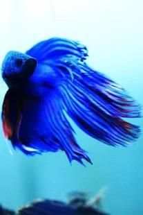 betta fish wallpaper скриншот 4