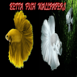 ikon betta fish wallpaper
