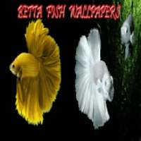 betta fish wallpaper