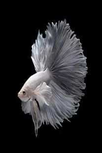 betta fish wallpaper скриншот 1