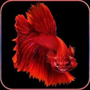 betta fish wallpaper скриншот 2