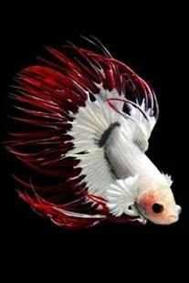 betta fish wallpaper скриншот 8