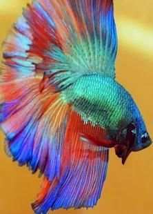 betta fish wallpaper скриншот 5