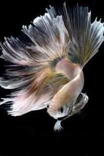 betta fish wallpaper скриншот 12