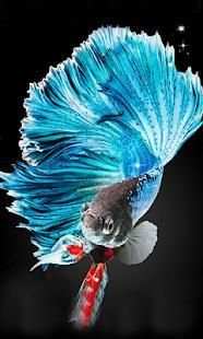 betta fish wallpaper скриншот 9