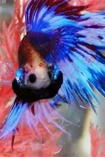 betta fish wallpaper скриншот 3