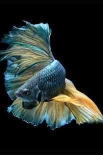 betta fish wallpaper скриншот 11
