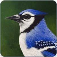Blue Jay Call : Blue Jay Bird Sounds on 9Apps