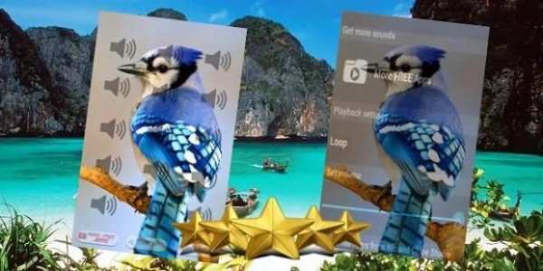 Blue Jay Call : Blue Jay Bird Sounds screenshot 1