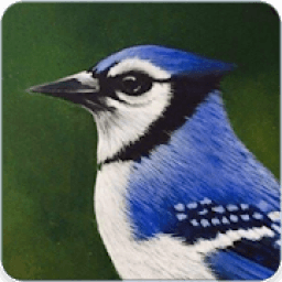 ikon Blue Jay Call : Blue Jay Bird Sounds