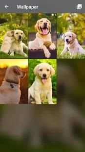 Golden Labrador Puppy Screen Lock Phone Pattern screenshot 3