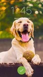 Golden Labrador Puppy Screen Lock Phone Pattern screenshot 6