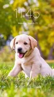 Golden Labrador Puppy Screen Lock Phone Pattern screenshot 5