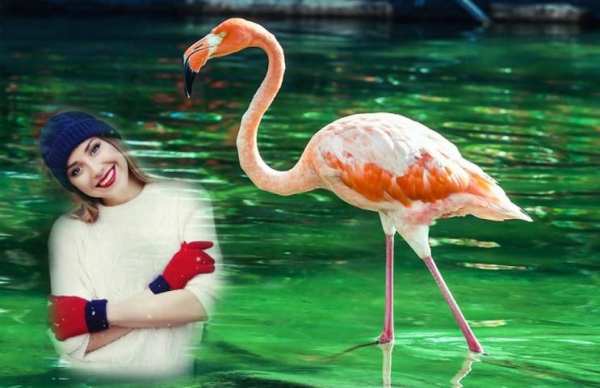 Flamingo Photo Editor - flamingo photo frames स्क्रीनशॉट 3