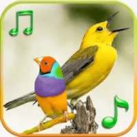 100 bird sounds and ringtones offline logo
