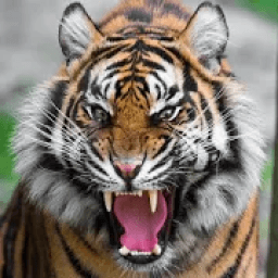 Animal Sounds आइकन