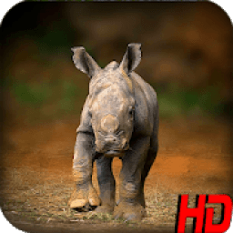 Wild Animal Wallpapers HD आइकन