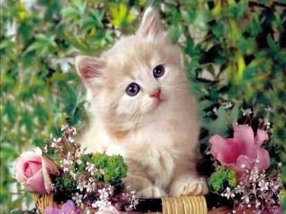 Cute Cat Wallpaper screenshot 6