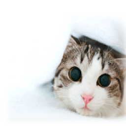 ikon Cute Cat Wallpaper