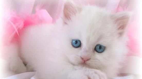 Cute Cat Wallpaper screenshot 5