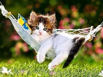 Cute Cat Wallpaper screenshot 1