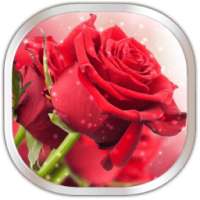 Rose Day sms - 2018 (Rose Day message) on 9Apps