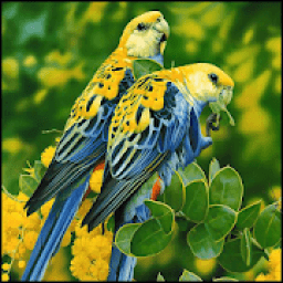 Bird Wallpaper HD आइकन