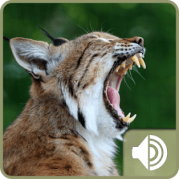 ikon Bobcat Sounds