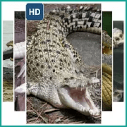 Crocodile Animal Wallpaper आइकन