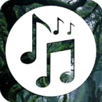 Forest Sounds - Relax Music , Forest Music