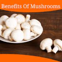 Health Benefits Of Mushrooms