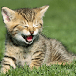 ikon Cute Kitten Wallpapers HD