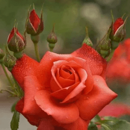 اجمل صور ورود иконка