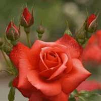 اجمل صور ورود on 9Apps