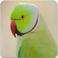 Parrot Sounds : Indian Ringneck Parakeet Sound on 9Apps