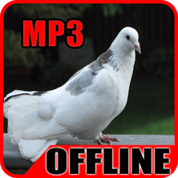 Suara Burung Merpati Offline icon