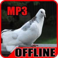 Suara Burung Merpati Offline on 9Apps