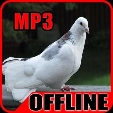 Suara Burung Merpati Offline скриншот 2