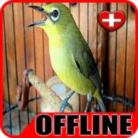 Terapi Pleci Macet Bunyi - Burung Pleci Offline on 9Apps